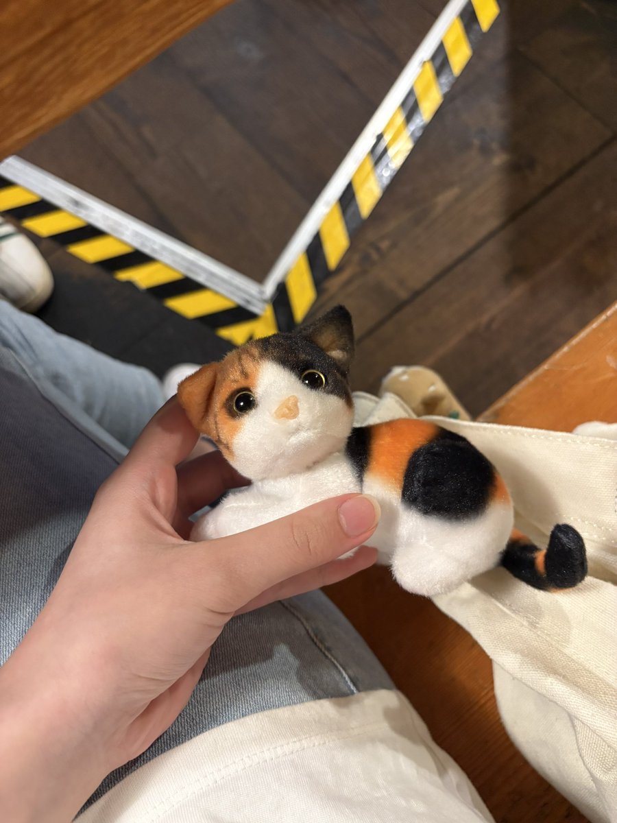可愛い人形🐱
かばん付けててシッポが虫に見えて1人でうわっ言うてビビってた🤫