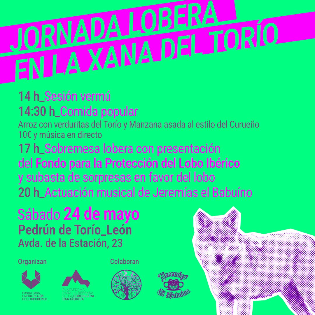 Si te dicen que en torno al lobo lo que falta es información, decís que vale, que sí... Lo que esta semana <a href="/FondoLobo/">Fondo para la Protección del Lobo Ibérico</a> te propone es esto: tres presenciales en Palencia, Aguilar de Campoo y La Xana del Torío y un webinar con dos de los mejores abogados ambientalistas de España.