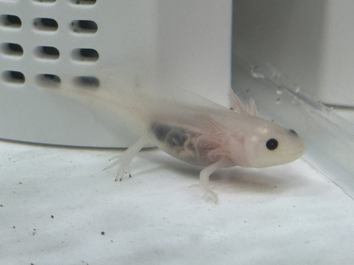 いつまでスケスケなんだろ？