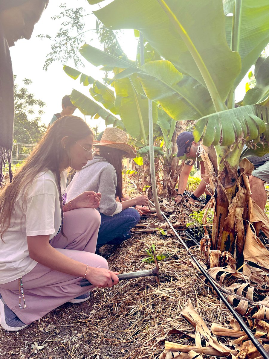 Dania Saad (@daniasaadmakhh1) on Twitter photo ESS IB1 st explored sustainable farming with Nahi el Ard team, learned about compost layers, seedlings, and natural systems in a land that celebrates biodiversity and the wisdom of nature through the systematic thinking. #IBESS <a href="/Hhhsinfo/">Houssam Hariri HS</a> <a href="/dina_jradi/">Dina Jradi</a> <a href="/ea_rania/">Rania El Abbassi</a> <a href="/Naghamabouali1/">Nagham AA</a> ESS IB1 st explored sustainable farming with Nahi el Ard team, learned about compost layers, seedlings, and natural systems in a land that celebrates biodiversity and the wisdom of nature through the systematic thinking. #IBESS <a href="/Hhhsinfo/">Houssam Hariri HS</a> <a href="/dina_jradi/">Dina Jradi</a> <a href="/ea_rania/">Rania El Abbassi</a> <a href="/Naghamabouali1/">Nagham AA</a>