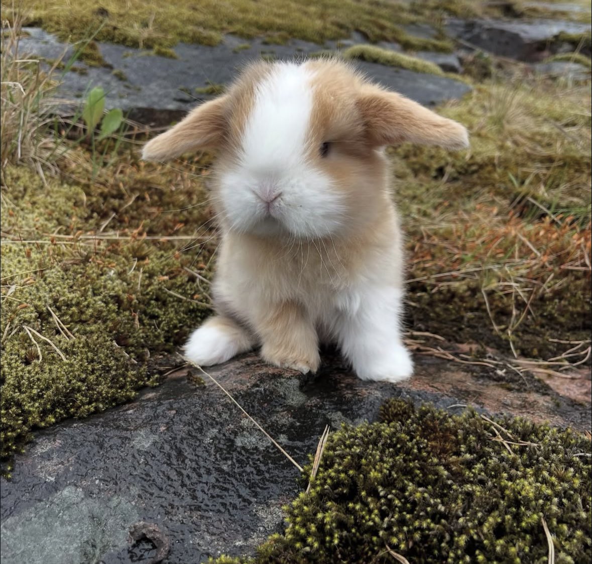 왼쪽 토끼력대박 ㅋㅋ