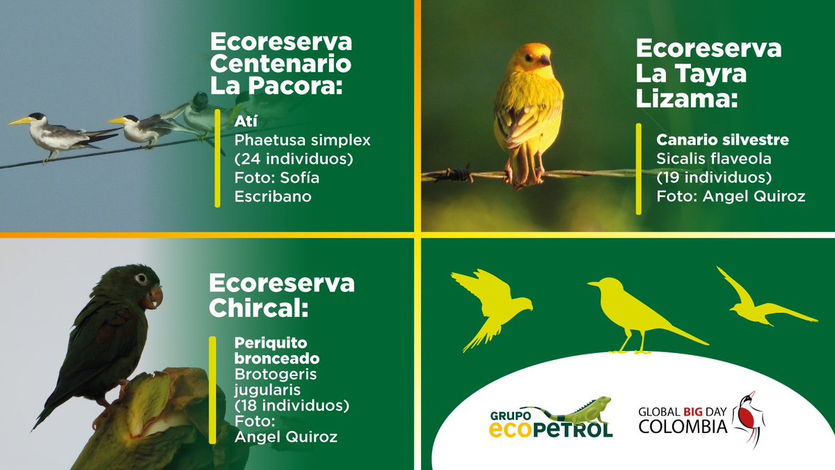 ¡254 especies de aves avistadas en nuestras Ecoreservas y áreas operativas durante el #GlobalBigDay2025! 🐦🌿Descubre el top 10 de las más abundantes y celebremos juntos la #biodiversidad. #Ecopetrol