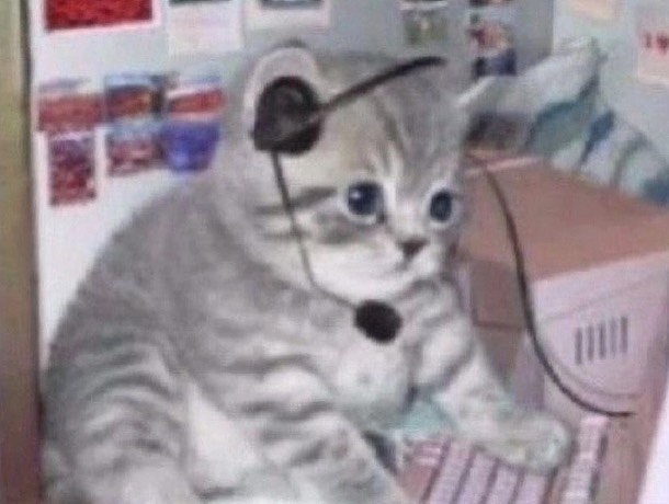 Punch Cat (@punchingcat) on Twitter photo 