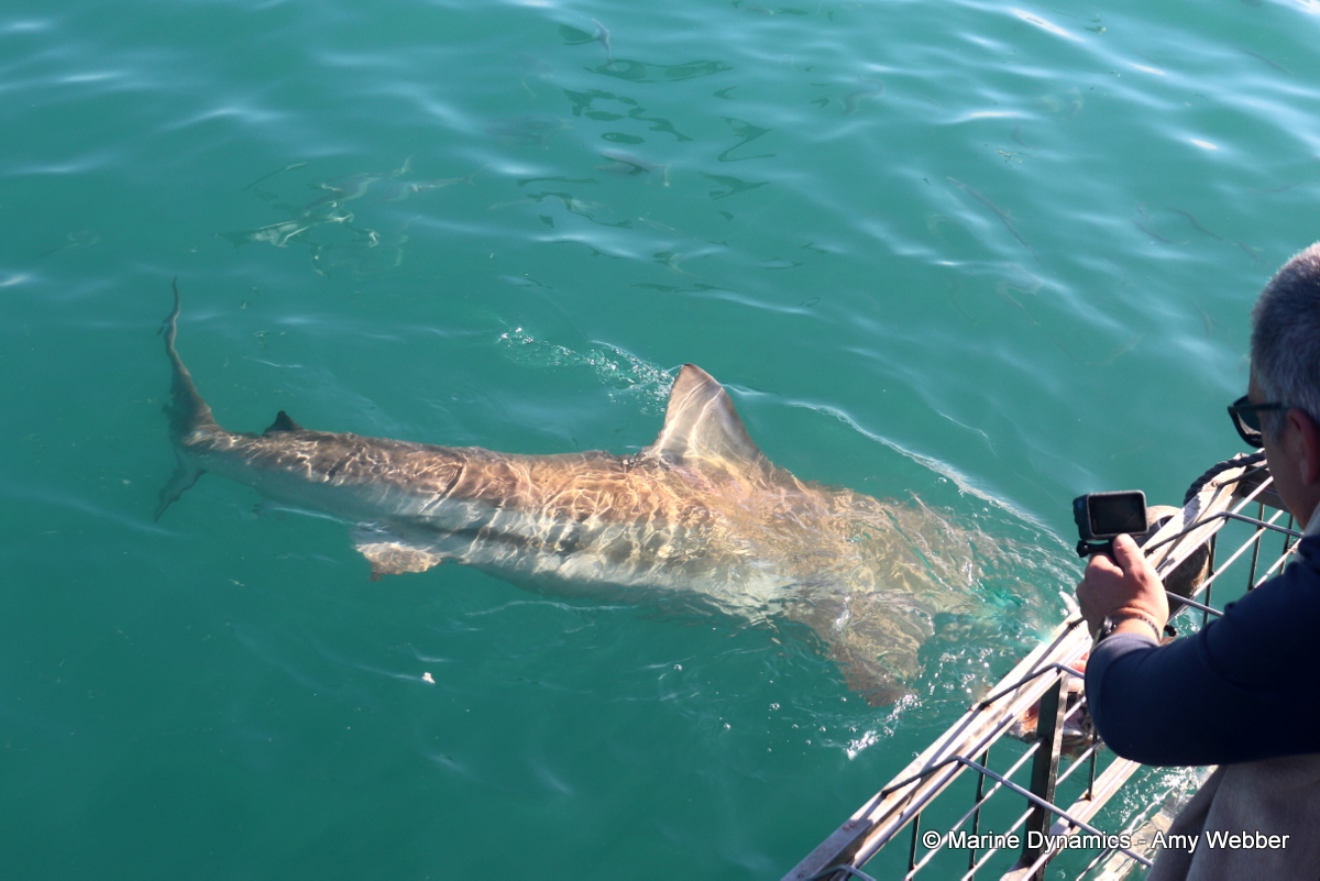 Satisfaction After the Action – What a Saturday!

Bronze Whaler sharks, humpback dolphins, short-tail stingrays &amp; a playful Cape fur seal made it unforgettable! 
“Coolest thing I’ve ever done!” – Abby
“Amazing experience! They made sure everyone had a fabulous and comfy time!” –