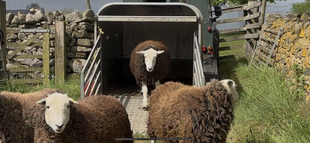 Grinton smallholder (@sharpr1966) on Twitter photo All sheep and lambs back in the meadows, be a very late or non existent hay crop, now I need to find some going  for the hoggs. All sheep and lambs back in the meadows, be a very late or non existent hay crop, now I need to find some going  for the hoggs.