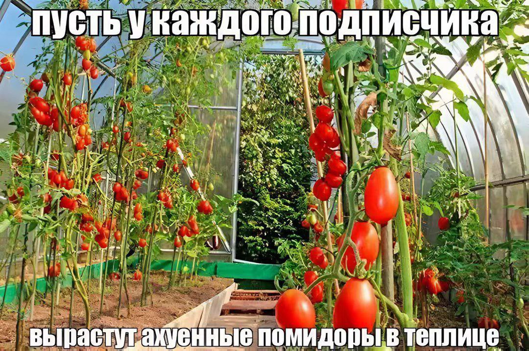 аконитовое зелье (@akonitmood) on Twitter photo 