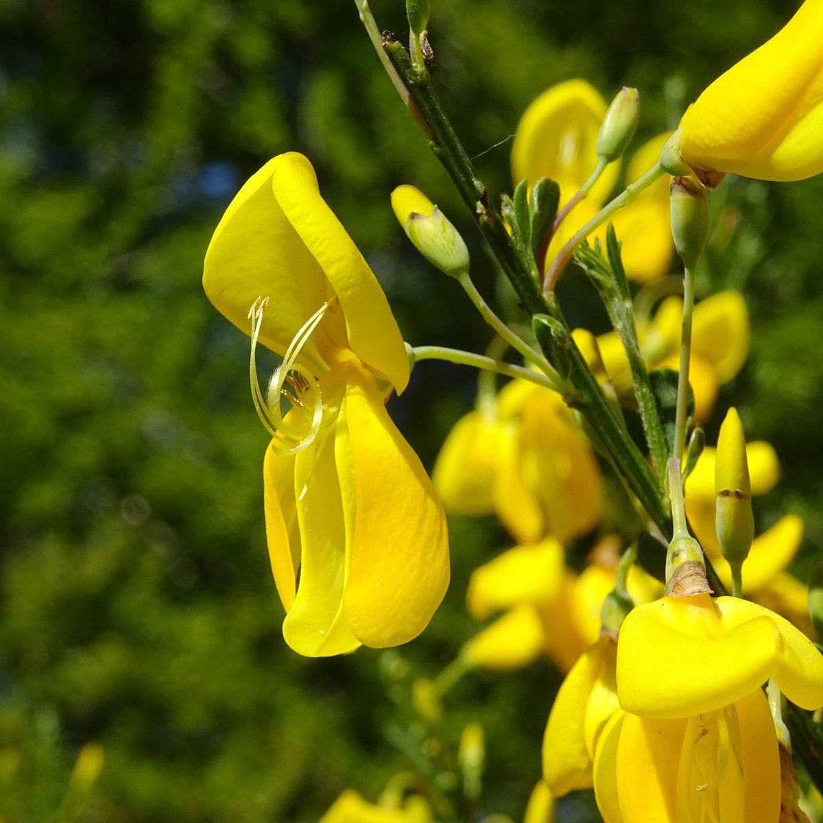 niaga_hijau's tweet photo. Broom (#Cytisus scoparius)
The #anthers release pollen with a little coaxing; they have a unique pollen release mechanism that requires bees/insects to push against the petals to release the pollen resembling a small explosion.
#nature #broom #photography
#naturelovers .. 🌱💛🕊 https://t.co/KrJUOur8ey