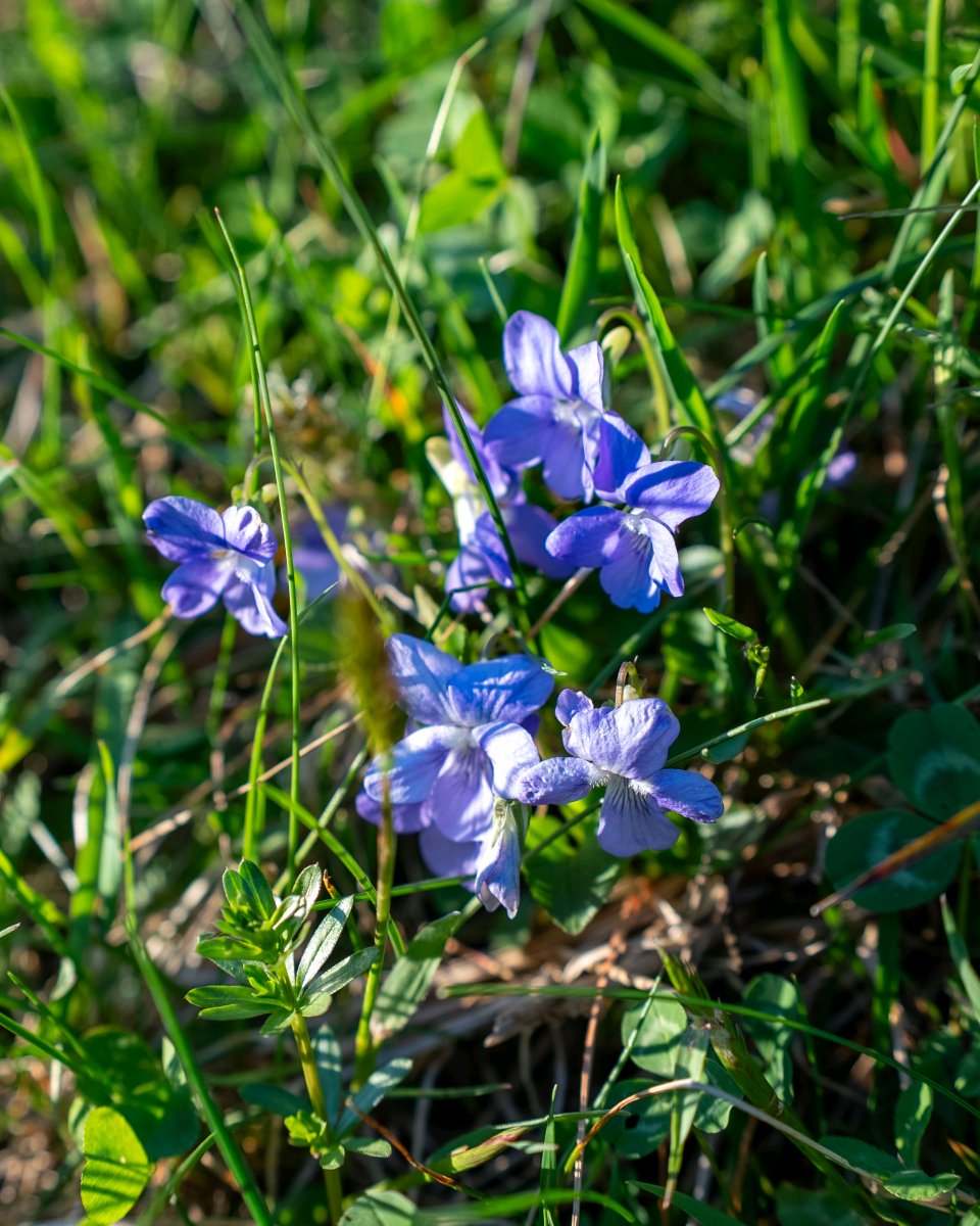 podbukovc's tweet image. Nature’s got its own version of confetti — and it blooms on time every year.💜🎉💠

#ifeelsLOVEnia #Podbukovc #SpringBlossoms