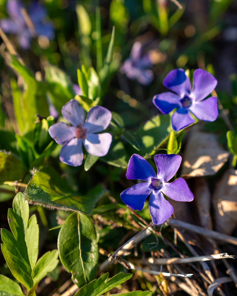 podbukovc's tweet image. Nature’s got its own version of confetti — and it blooms on time every year.💜🎉💠

#ifeelsLOVEnia #Podbukovc #SpringBlossoms