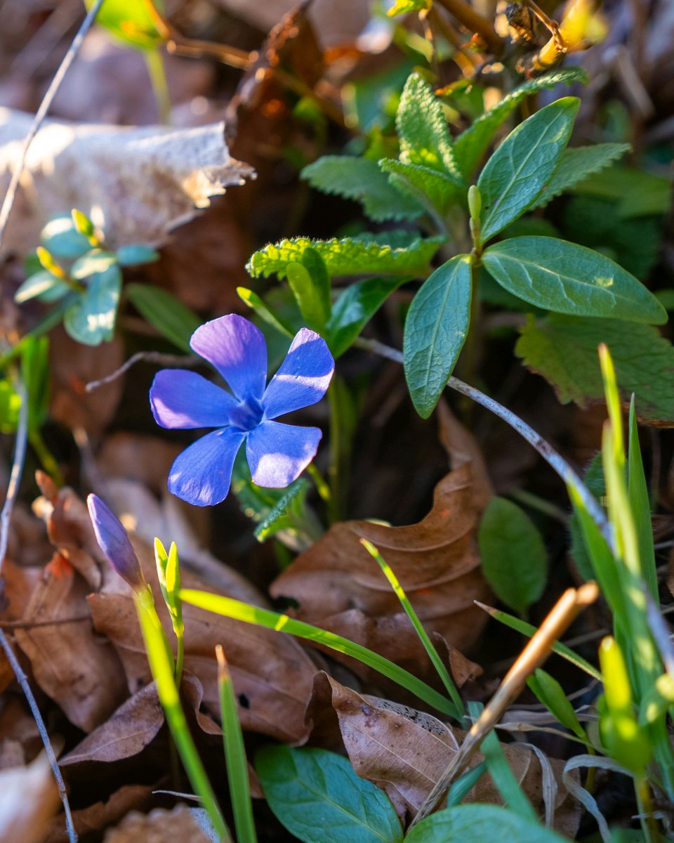 podbukovc's tweet image. Nature’s got its own version of confetti — and it blooms on time every year.💜🎉💠

#ifeelsLOVEnia #Podbukovc #SpringBlossoms