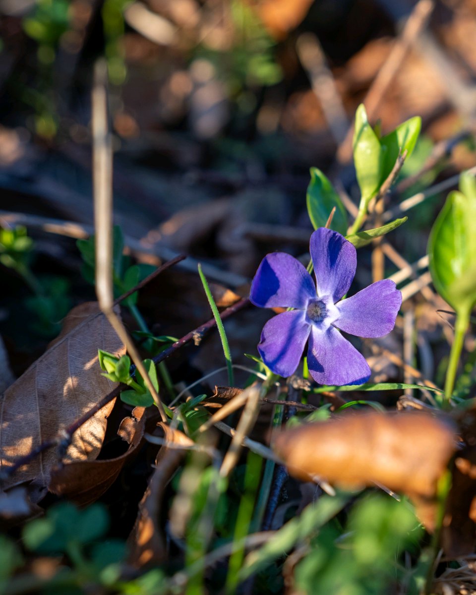 podbukovc's tweet image. Nature’s got its own version of confetti — and it blooms on time every year.💜🎉💠

#ifeelsLOVEnia #Podbukovc #SpringBlossoms