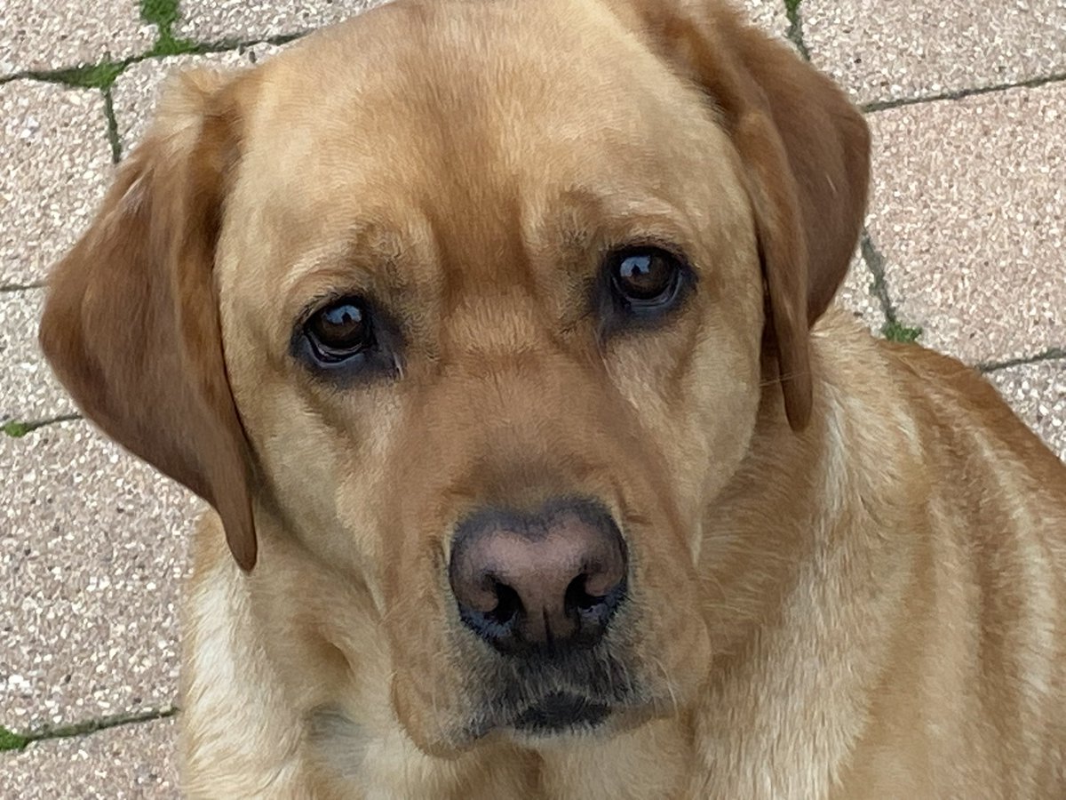 Retyred4good's tweet photo. #SundayYellow
#YellowLabradorRetriever https://t.co/fFvvzM8oAJ