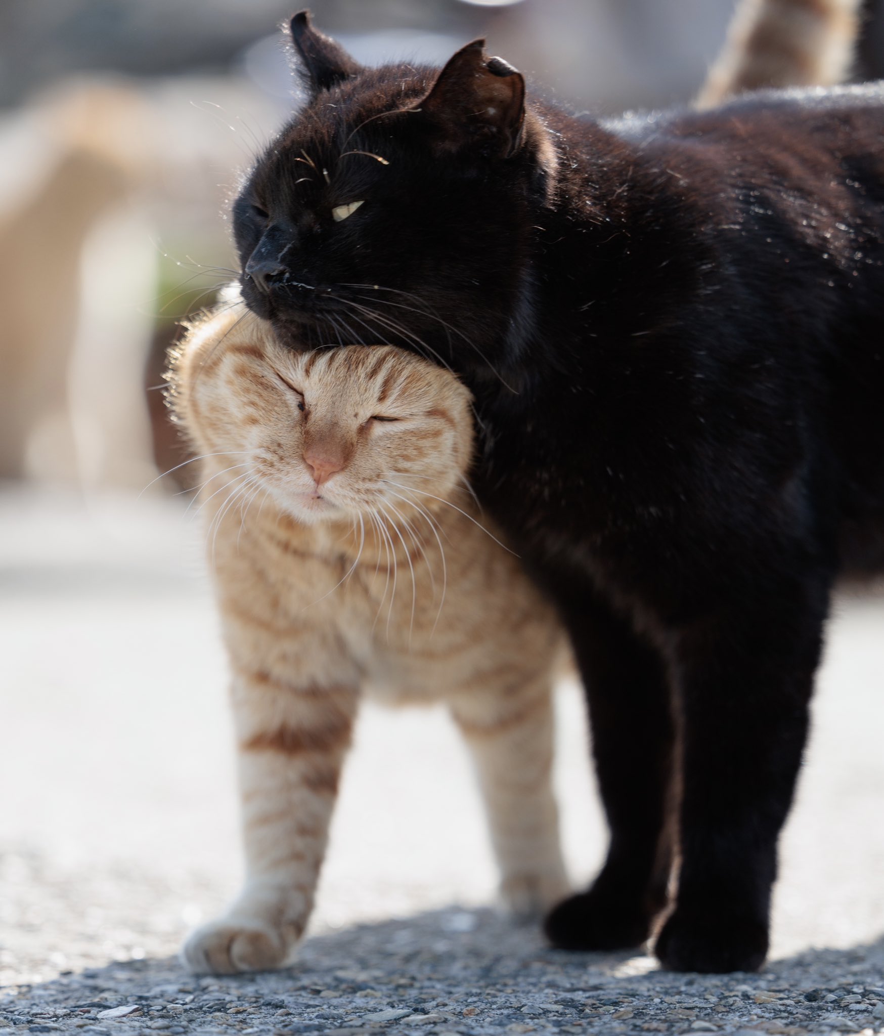 あおいとり🐱写真集「ずっと気まま猫」発売中 (@bluebirdjourney