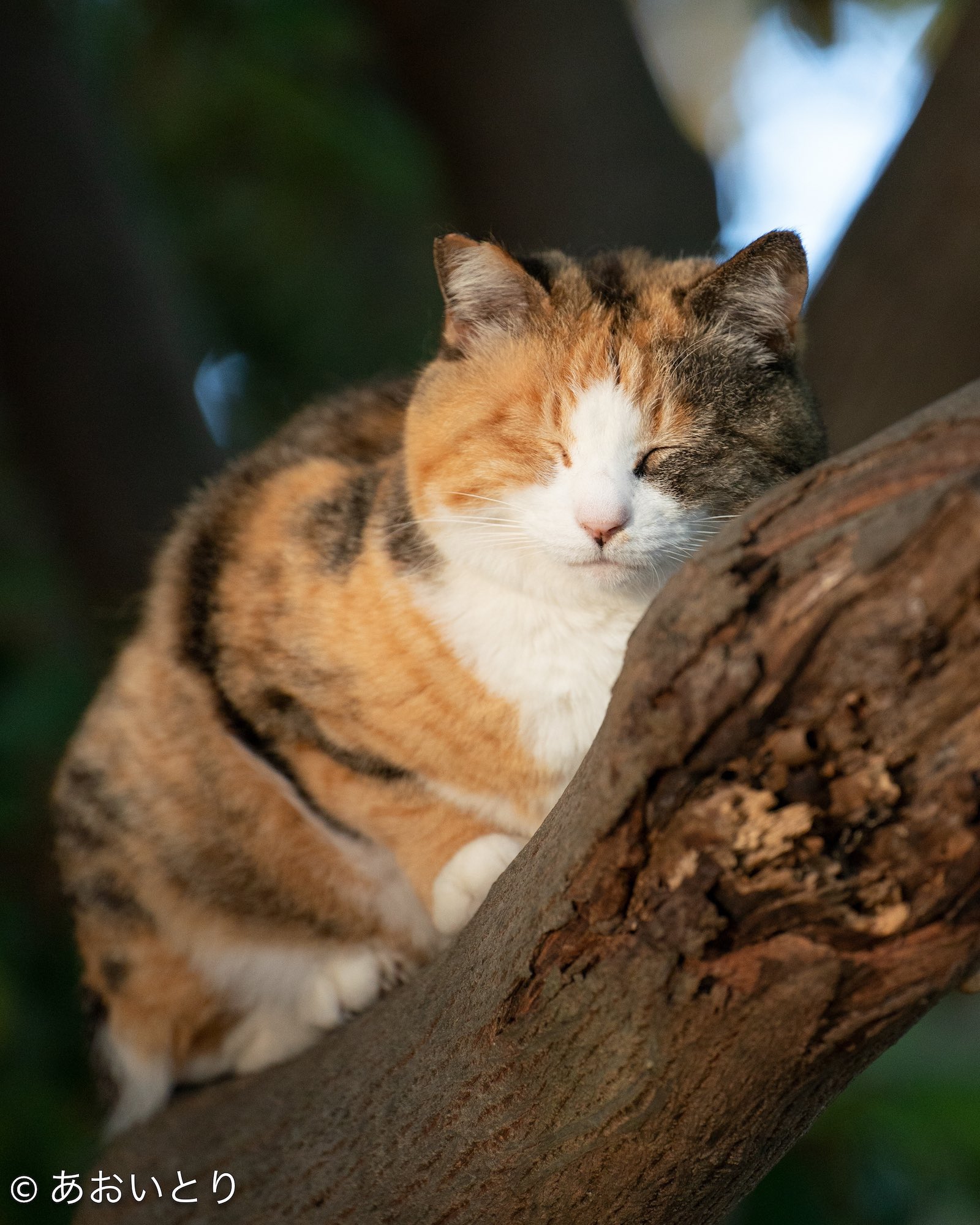 あおいとり🐱写真集「ずっと気まま猫」発売中 (@bluebirdjourney あおいとり🐱写真集「ずっと気まま猫」発売中 (@bluebirdjourney