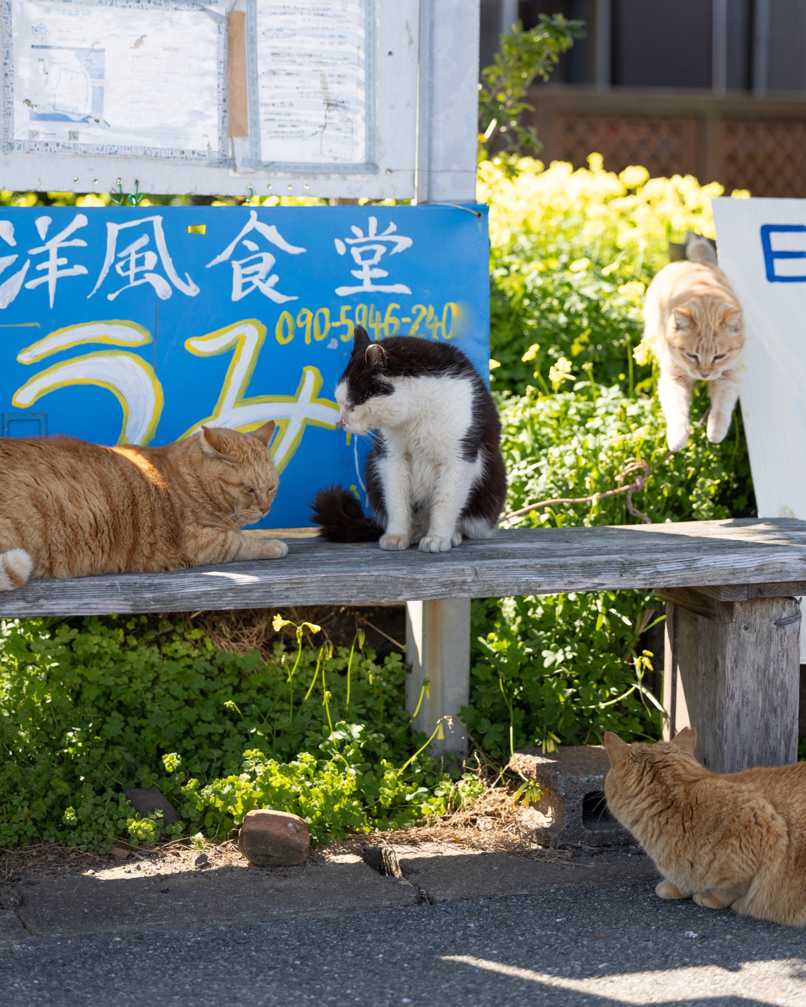 あおいとり🐱写真集「ずっと気まま猫」発売中 (@bluebirdjourney あおいとり🐱写真集「ずっと気まま猫」発売中 (@bluebirdjourney