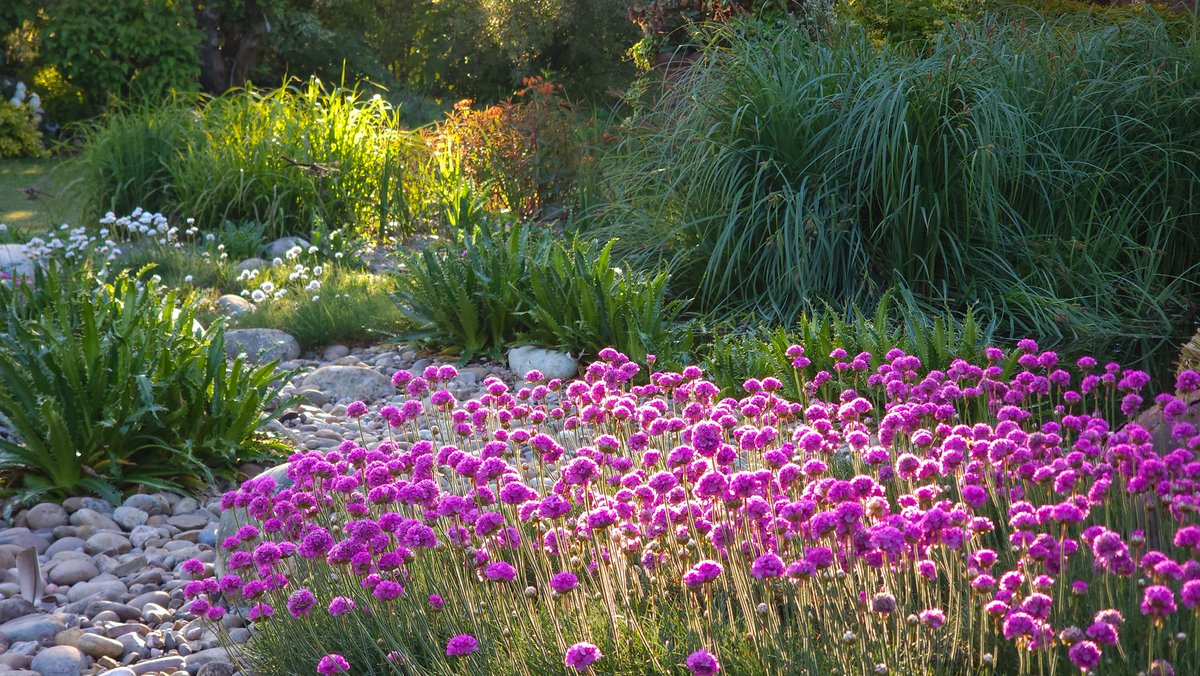 A few pictures from around John's Garden at Ashwood from yesterday. The warm spring has rewarded us with an explosion of colour but rain is desperately needed. Fingers crossed for next week. John's Garden <a href="/JohnsGardenAsh/">John's Garden</a> is open every Saturday, proceeds from entry go to charity.