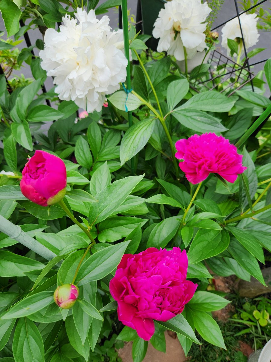 しゃくやく(芍薬)
赤も咲き出した。