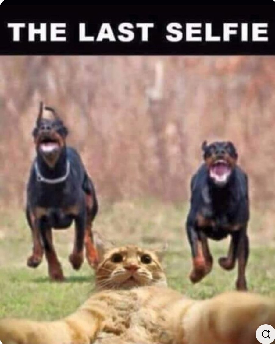 Krisu 🧚‍♀️ (@krisunajadit) on Twitter photo 