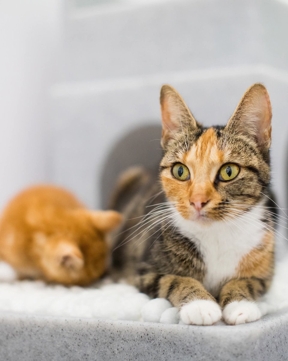 Would you know what to do if you found a pregnant cat that doesn’t have a home? Learn what to do if you find a pregnant stray or stray cat with kittens here: spr.ly/foundapregnant… 🐱