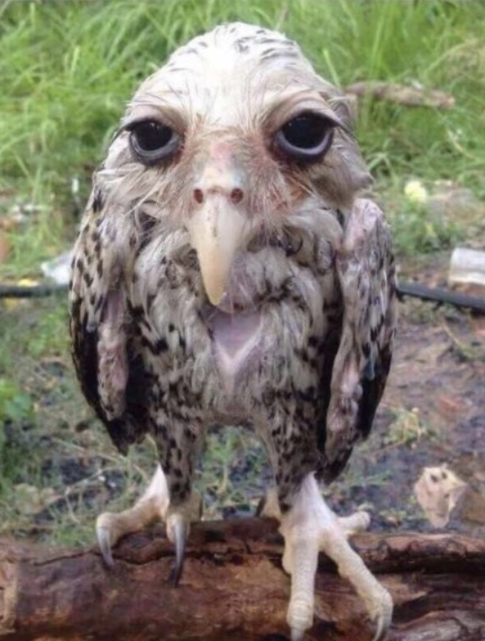 Wet Owl (2016)