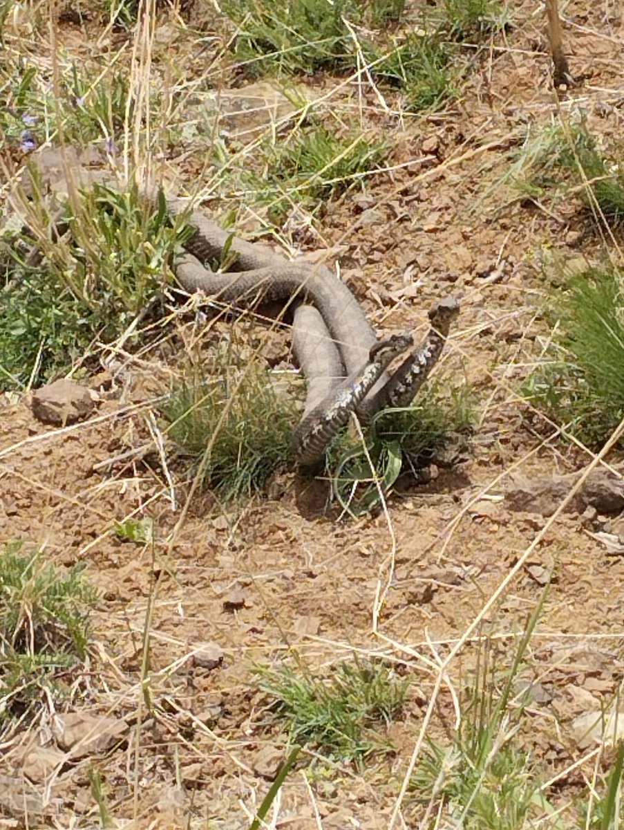 Bunun ismini bilen var mı bakalım..
Bu arada bu tatlı meyveyi toplarken bu abiler ortaya çıkıyor 🐍🤭