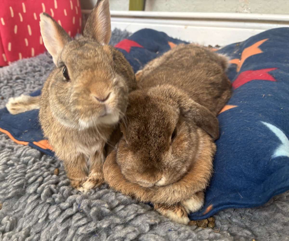 If you see this please share and help us widen our reach to save more bunnies. Some of you have huge followings and could really make a difference ❤️❤️