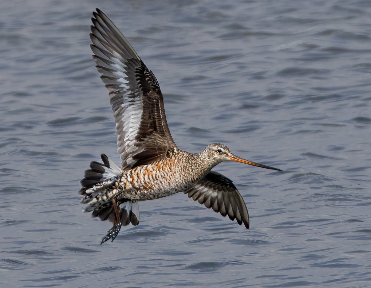 Hudsonian godwit showed well at Titchfield Haven this afternoon.