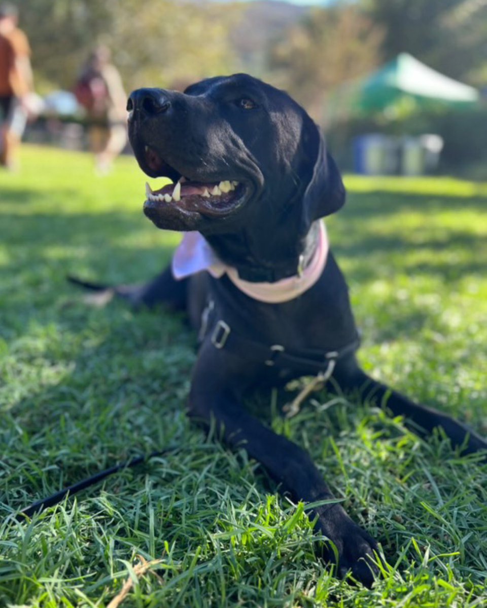 This is Hailee (formerly Milly)! She was born on Oct 26, 2023, &amp; we brought her home in Jan 2024. Now, at 1.5 years old, she weighs 75 lbs. She has a bunch of playmates and is a total social butterfly! Life with Hailee is one big adventure. We love our girl!