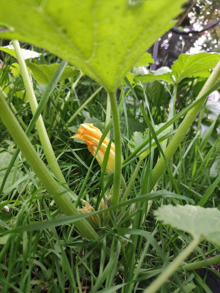 Naturechane's tweet photo. ズッキーニの最初の花がさいた！ https://t.co/hXHNuZ6LLs