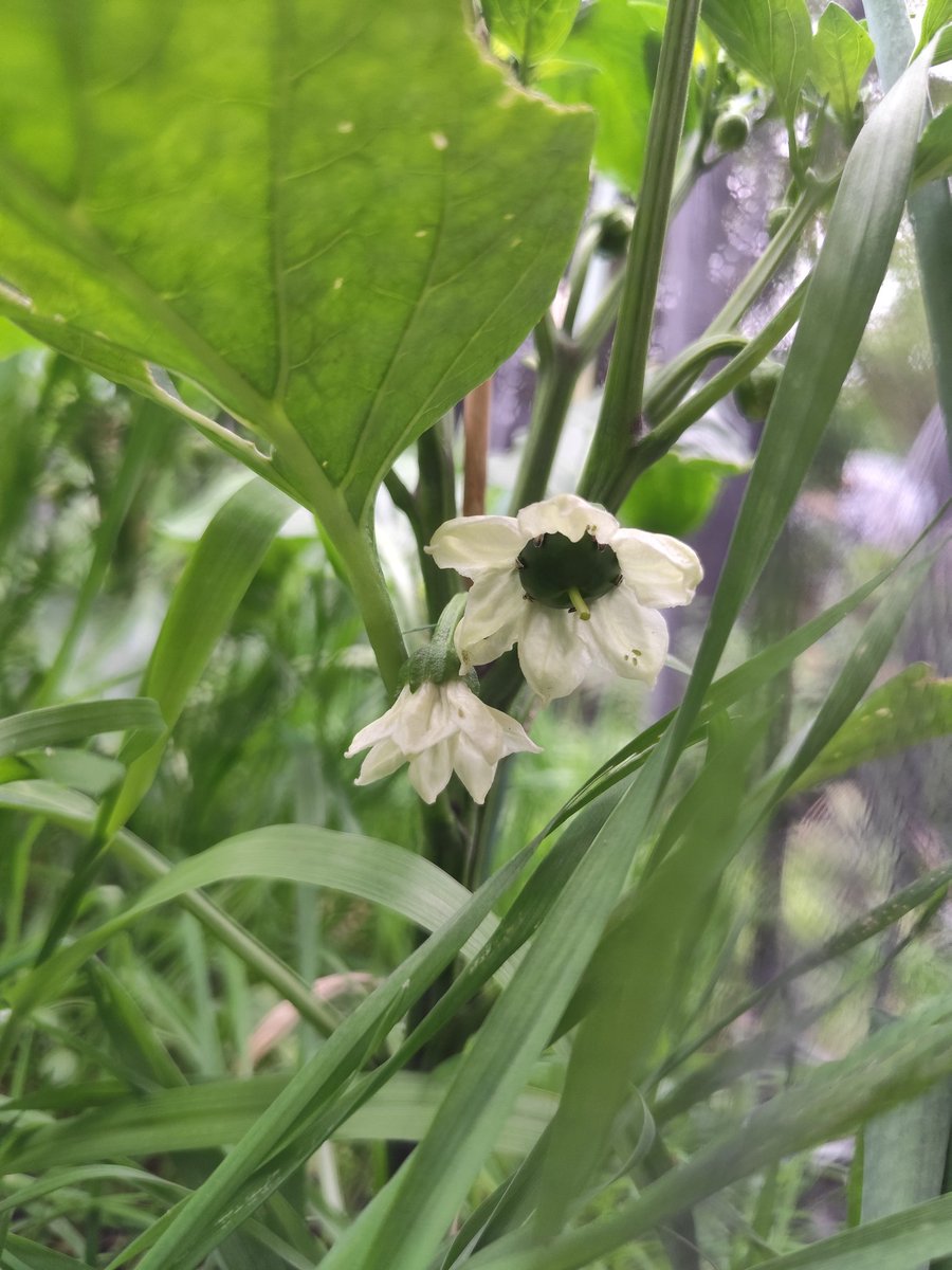 Naturechane's tweet photo. パプリカのお花も咲いた！ https://t.co/poDOygdkAu