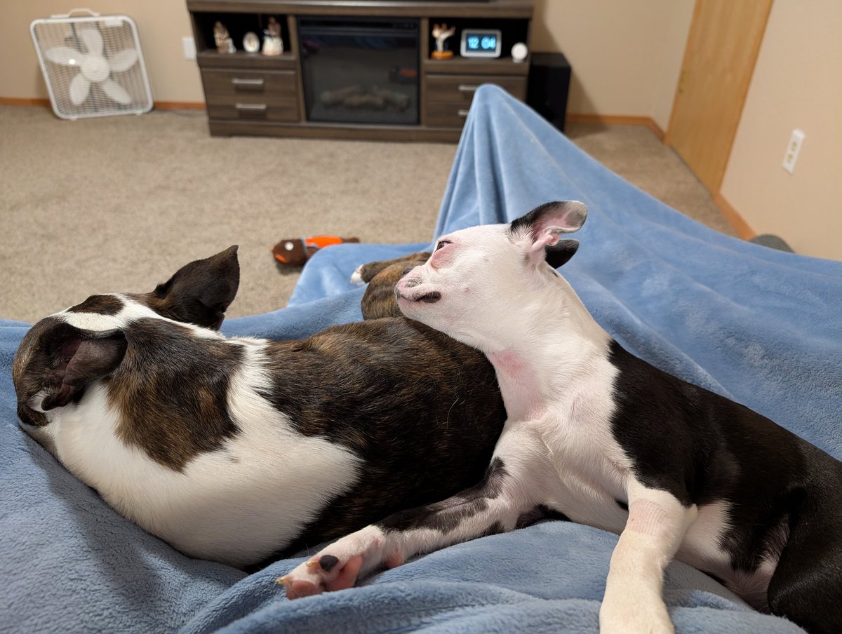 Listen I'm trying to get some reading done but these two keep distracting me. 😂