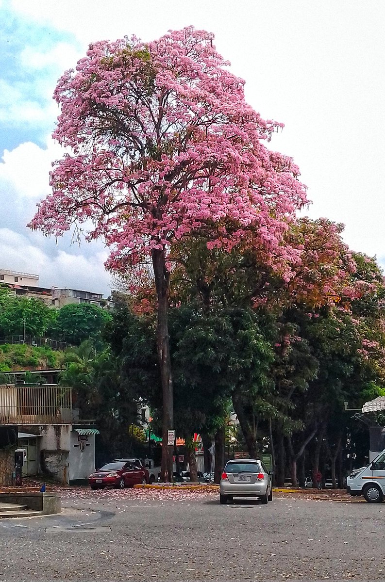 🌸🌺🌸 Apamates en #ColinasdeBelloMonte
#Caracas
#18Abril
#Domingo