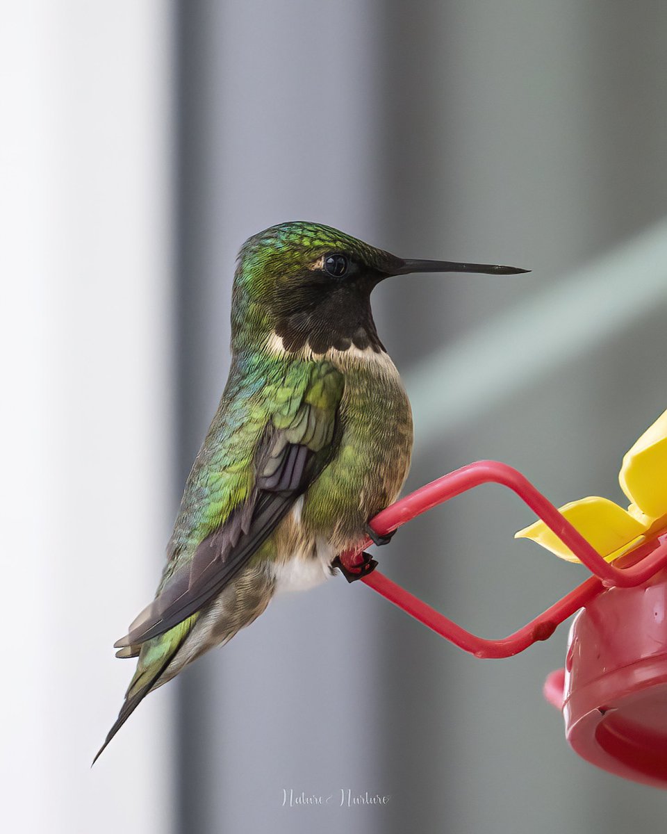 tracy gregorash tweet media