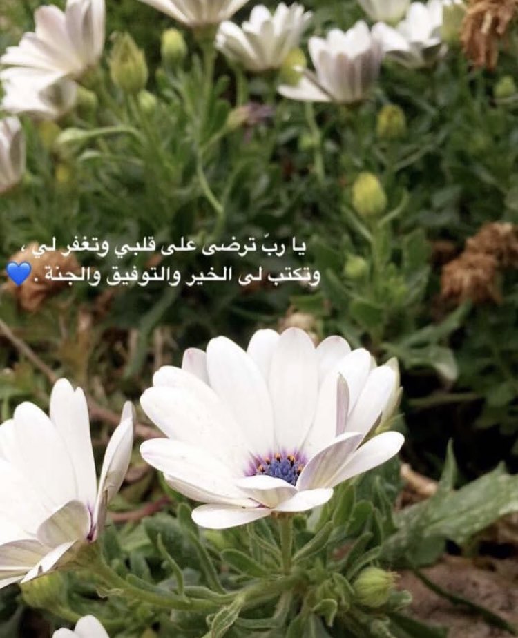 هند الشمري tweet media