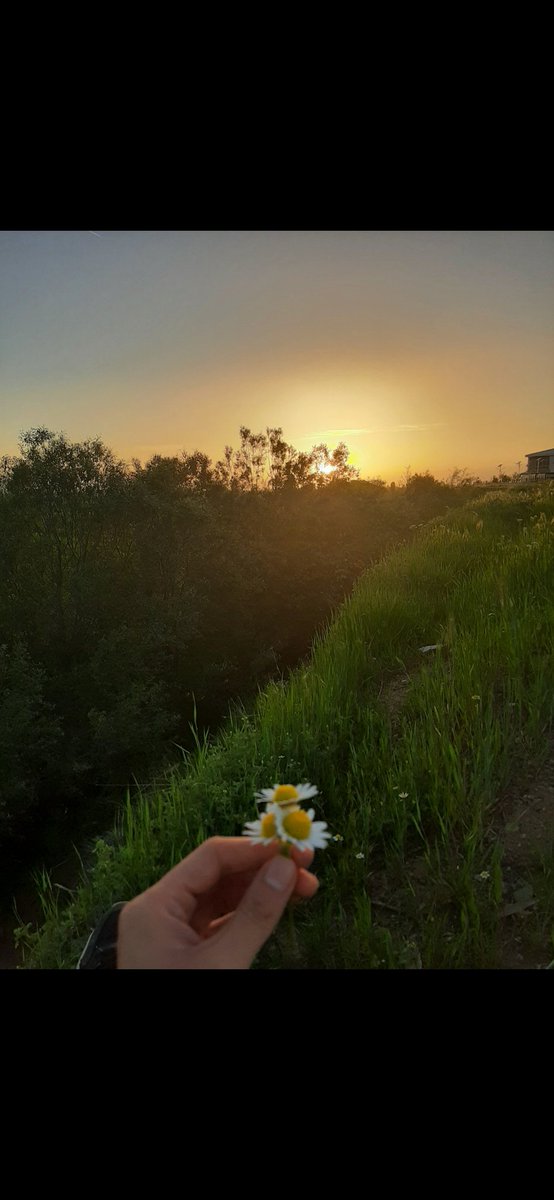 🌼