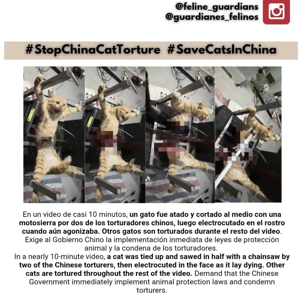 nana (@multivitamine5) on Twitter photo I often hear about such cases in #China. People are afraid to react, Chinese activists risk their lives to help animals. Zero response from the government... Why do we live in such a world?! Let's oppose them together. #Global4ChinaCats <a href="/ChineseEmbinUK/">Chinese Embassy in UK</a> I often hear about such cases in #China. People are afraid to react, Chinese activists risk their lives to help animals. Zero response from the government... Why do we live in such a world?! Let's oppose them together. #Global4ChinaCats <a href="/ChineseEmbinUK/">Chinese Embassy in UK</a>