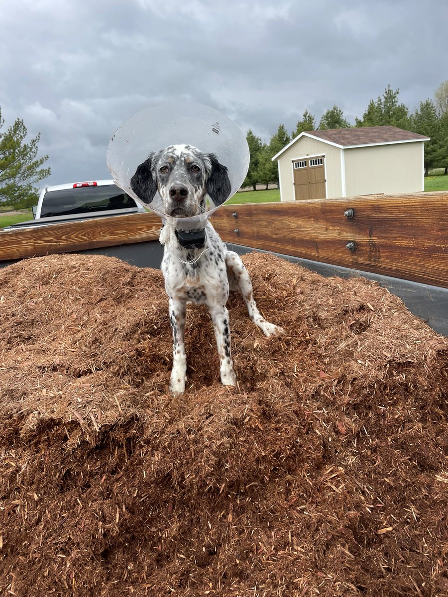 clarge4's tweet photo. A little surgery doesn��t stop us when MULCH IS HERE @StuartFeiner https://t.co/5cg28yqWp1