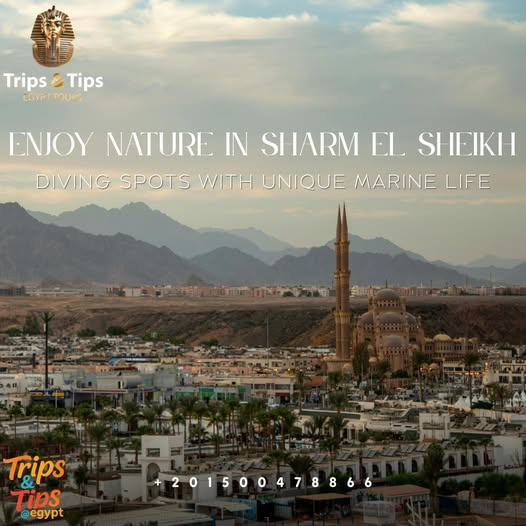 TRIPS_TIPS11's tweet photo. π€Ώ Dive into Sharm El Sheikhβs underwater wonderland! Coral reefs, marine life & pure magic π π
π² 01500478866 | π https://t.co/DtRhqIemDl
#DivingSharmElSheikh #RedSeaAdventure #UnderwaterMagic https://t.co/63ms6QYdMd