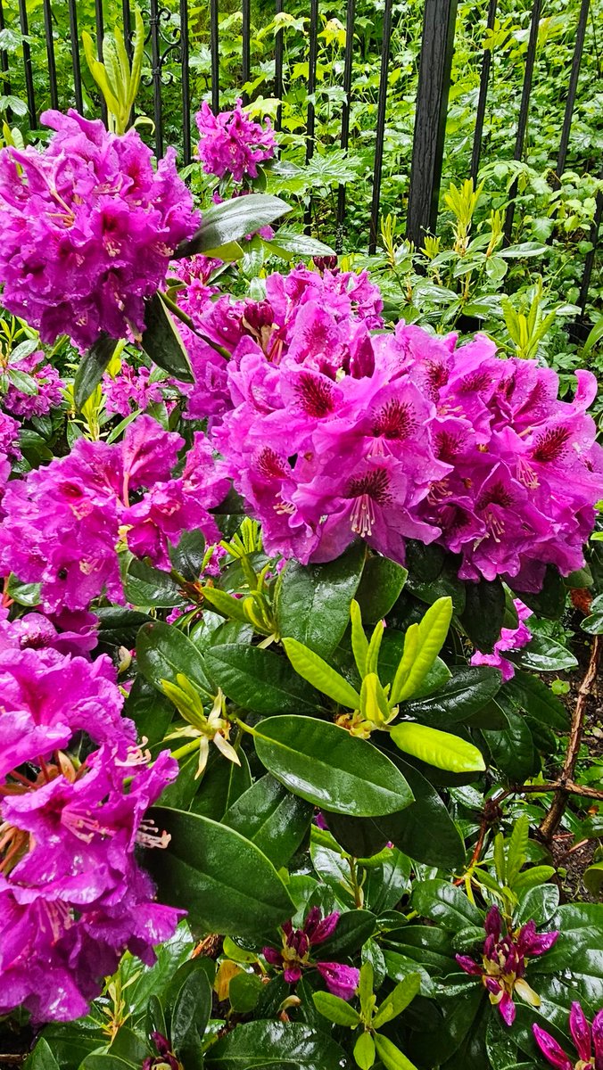 Beata Moskal-Słaniewska (@beata__ms) on Twitter photo Sezon na kwitnące rododendrony i azalie trwa w świdnickim Parku Centralnym. Cudowny spacer. Także w deszczu... ☔️
<a href="/SwidnicaUM/">Świdnica</a> <a href="/mojaswidnica/">Moja Świdnica</a> <a href="/PrzystanekD/">Przystanek Dolny Śląsk 💛🖤</a> <a href="/zastawny_michal/">Michał Zastawny</a> <a href="/LBokszczanin/">Lech Bokszczanin 🇵🇱🇪🇺</a> <a href="/zycjac/">Jacek Zych</a>
#dlaŚwidnicy We ❤️ Świdnica Sezon na kwitnące rododendrony i azalie trwa w świdnickim Parku Centralnym. Cudowny spacer. Także w deszczu... ☔️
<a href="/SwidnicaUM/">Świdnica</a> <a href="/mojaswidnica/">Moja Świdnica</a> <a href="/PrzystanekD/">Przystanek Dolny Śląsk 💛🖤</a> <a href="/zastawny_michal/">Michał Zastawny</a> <a href="/LBokszczanin/">Lech Bokszczanin 🇵🇱🇪🇺</a> <a href="/zycjac/">Jacek Zych</a>
#dlaŚwidnicy We ❤️ Świdnica