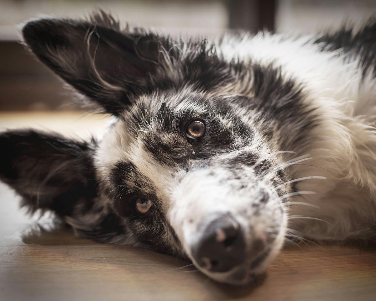 shopyourdogs's tweet photo. Sunday is for long naps, belly rubs, and snacking in your favorite sunbeam. 🛋️☀️ Your pup called—plans are canceled.
#LazyDogSunday #SnuggleBuddy #CozyCanine #DogNapGoals #PuppyCuddles #FurBabyChill #WeekendVibes #SundayWithDogs
https://t.co/yccPOtDXPI https://t.co/9GD5ynk45T