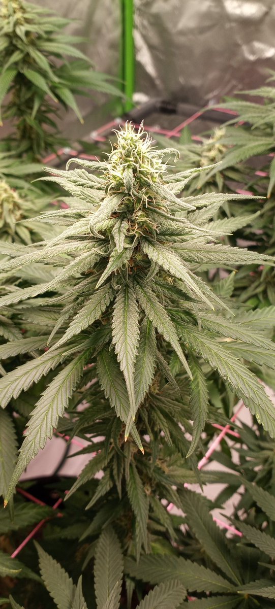 SDSCROG's tweet photo. WEEK 6.5
Black Sugar from @SeedsmanSeeds doing great! Got the @AcInfinityInc AI controller keeping the tent in Ideal condition 👌 #myacgrow #BudTrainer #igrowbigbuds https://t.co/2xMJ5Qh3Wx