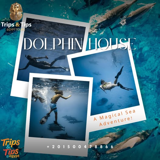 TRIPS_TIPS11's tweet photo. π¬ Swim with dolphins in Hurghada! Snorkel, relax & enjoy the magic of the Red Sea πβοΈ
π² 01500478866 | π https://t.co/DtRhqIemDl
#DolphinHouseHurghada #RedSeaAdventure #SwimWithDolphins https://t.co/bpd2cmuiaE