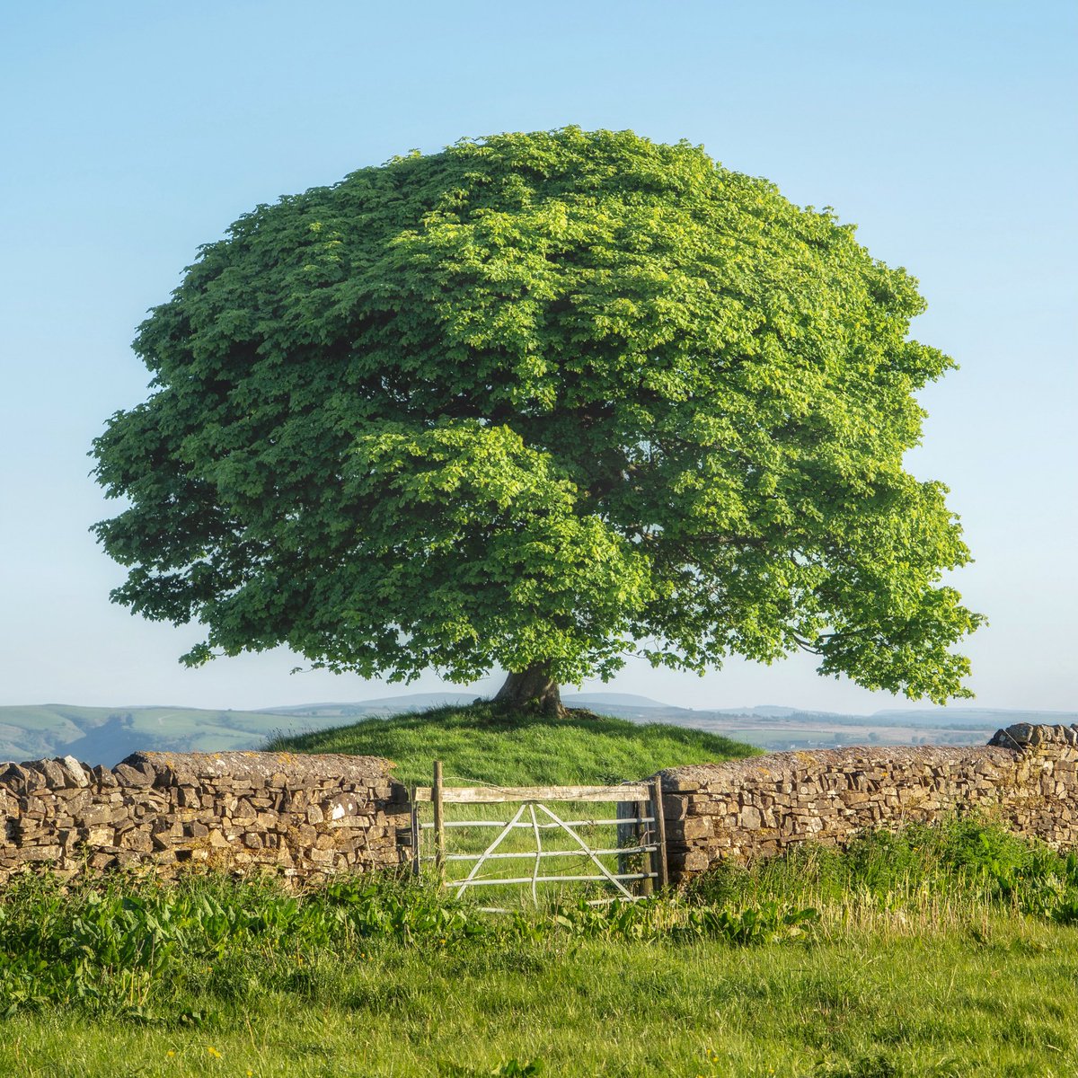 There are trees, and then there are trees so special that they stand on their very own podium. This one is a treasure in every season, but adorned with the freshest, brightest new spring leaves, shining in the early morning sun, it's hard to imagine it ever looking more perfect.