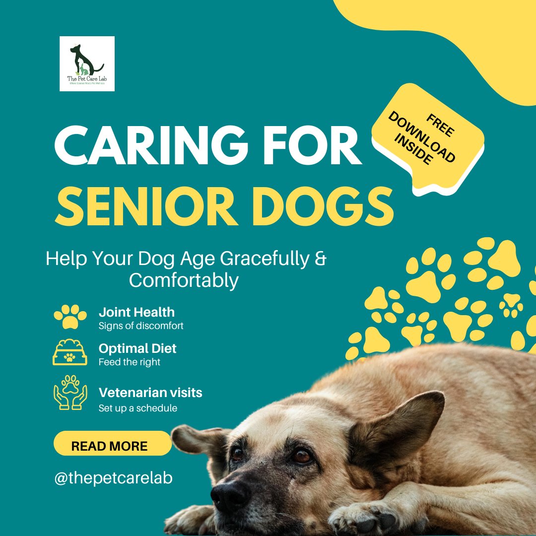 thePetLablab's tweet photo. Your dog’s age is just a number, but their care needs evolve. 
Support your senior pup with the right food, gentle exercise, regular vet visits, and lots of love.
📖 Read more: https://t.co/HDMzuwqsHV
#SeniorDogCare #PetTips #DogHealth #ThePetCareLab https://t.co/xQepuG25OC