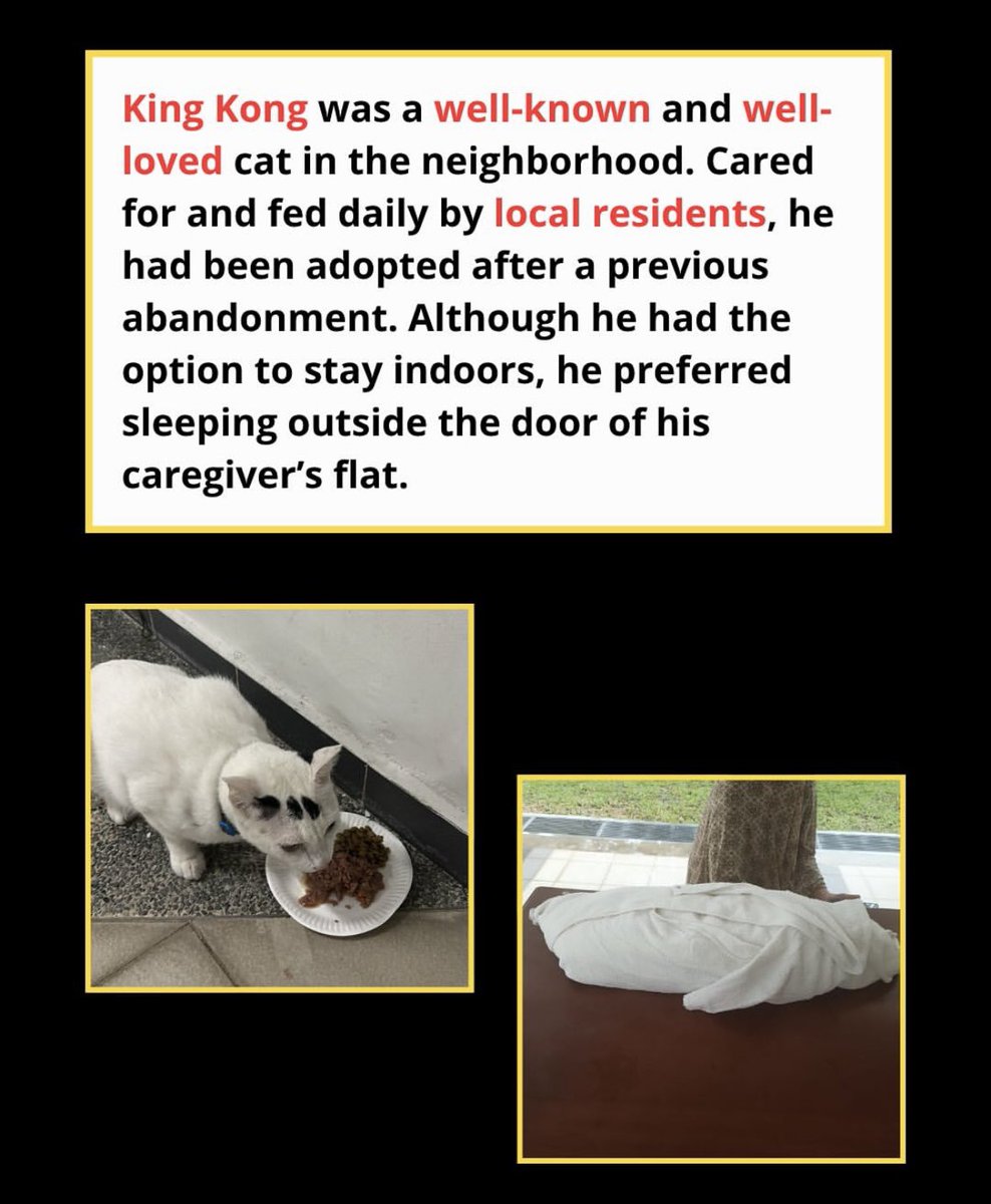 nana (@multivitamine5) on Twitter photo I feel terrible when I read this but then I wonder how terrible the cats in China must feel. I live to help animals, a voice for those who can't speak like King Kong. Let's fight for their rights, don't be indifferent. Silence is consent. <a href="/MFA_China/">CHINA MFA Spokesperson 中国外交部发言人</a> #Global4ChinaCats I feel terrible when I read this but then I wonder how terrible the cats in China must feel. I live to help animals, a voice for those who can't speak like King Kong. Let's fight for their rights, don't be indifferent. Silence is consent. <a href="/MFA_China/">CHINA MFA Spokesperson 中国外交部发言人</a> #Global4ChinaCats
