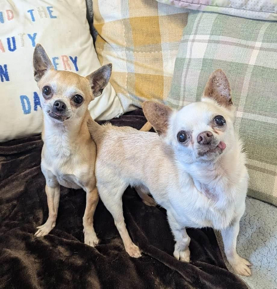 Please retweet to help Logan and Jake find a home together #LANCASHIRE #UK 🐶🐶
Available for adoption, registered British Charity✅
Details or apply below👇
bleakholt.org/lancashire-ani…
Hi we are Logan and Jake, Logan is 8 years old and Jake is the cream coloured 11 year old. We came