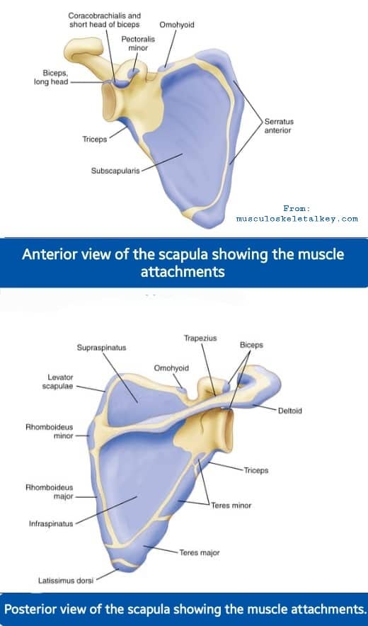 🛑Muscular Attachments on the Scapula👍

The scapula is connected to 17 muscles, 12 tendons, 6 ligaments and 2 nerves. These connections let your shoulder move in 6 directions — more directions than any other joint in your body.