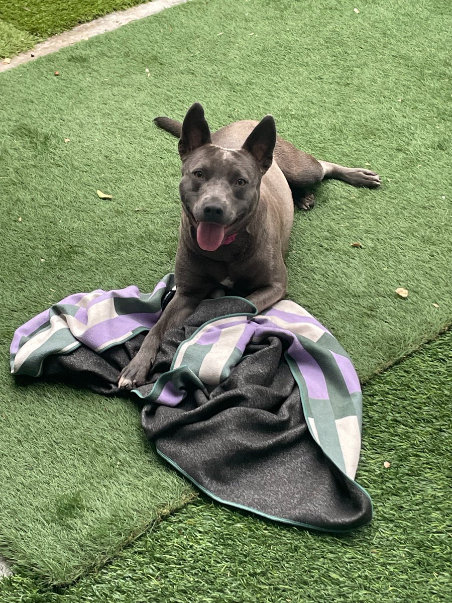 sarahdoran's tweet photo. Sweet foster pup ready for her forever home #glendalecalifornia #AdoptDontShop #fosterdogs #fosteringsaveslives #pitbullpuppy #AdoptMe #adoptabledog https://t.co/FV5FgwvH27 https://t.co/dIdHP1pXhm