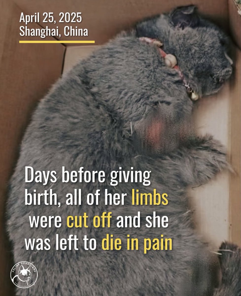 Mother cats often end up like this in #China. The groups that torture cats are extremely misogynistic. I consider this a threat not only to animals but of course to people as well. Let's not ignore it, we know how it ends. #Global4ChinaCats #StopChinaCatTorture