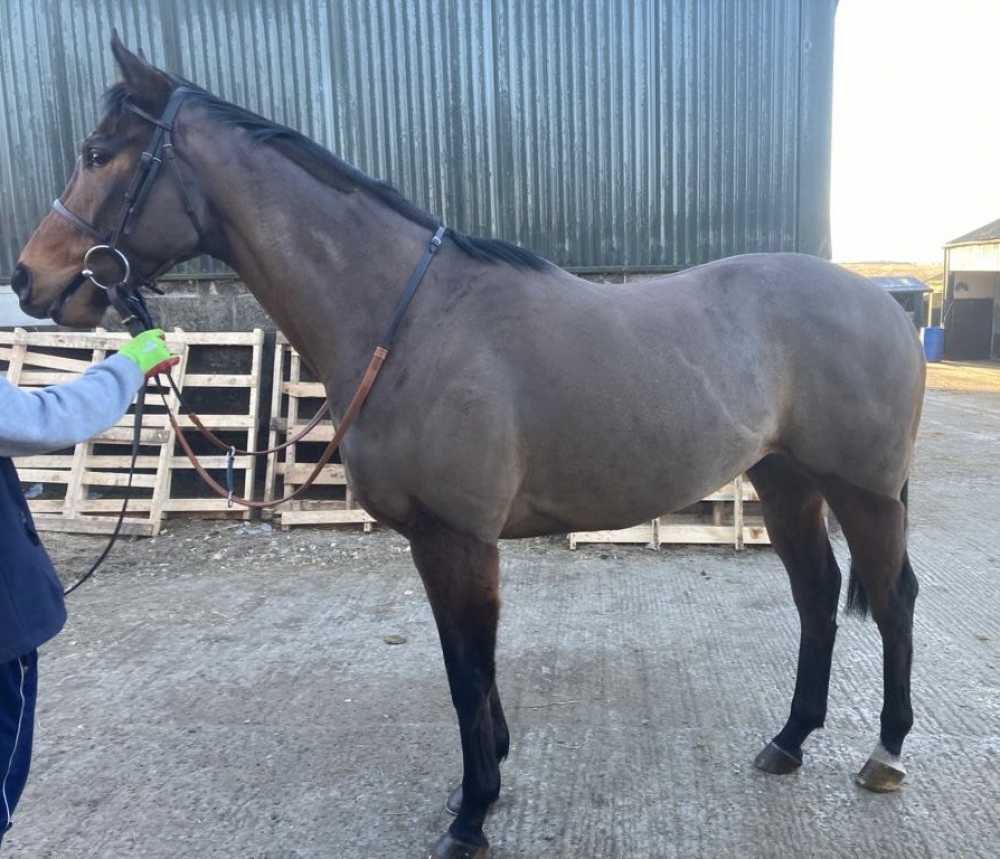 ThoroughBid (@thorough_bid) on Twitter photo SPRING IS SPRUNG working out to be a nice £6,500 purchase for <a href="/ptmidgley/">paul midgley</a>.
Second win since being bought at our Jan Sale.
👏 👏 SPRING IS SPRUNG working out to be a nice £6,500 purchase for <a href="/ptmidgley/">paul midgley</a>.
Second win since being bought at our Jan Sale.
👏 👏